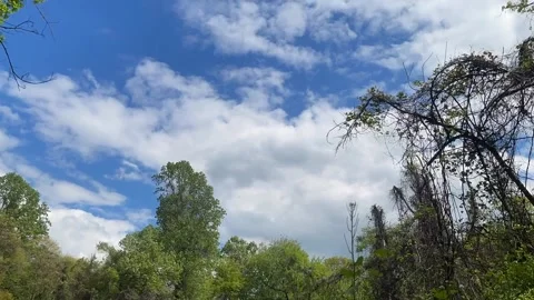 Fluffy clouds moving on a blue sky background above a forest, Time-Lapse Stock Footage 239470751