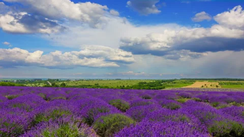 Fluffy Clouds Over A Field Of Lavender Stock Footage 119420571