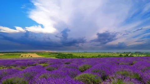 Fluffy Clouds Over A Field Of Lavender Stock Footage 120093322