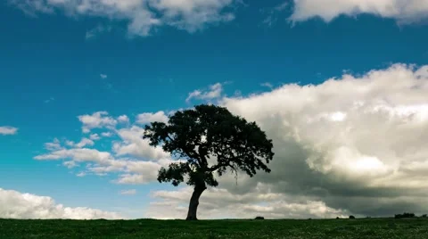 Fluffy Clouds over the Lonely Tree on Green Field Stock Footage 60049648