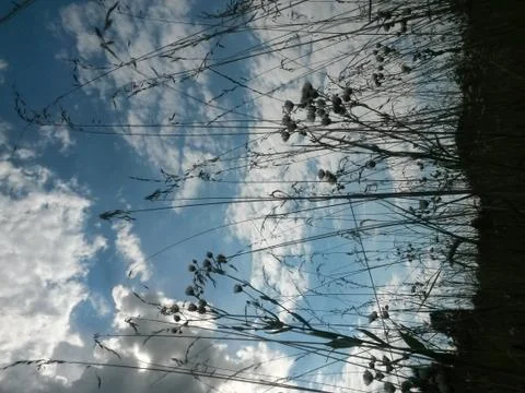 Fluffy clouds on the sky. cloudy day in the forest Stock Photos