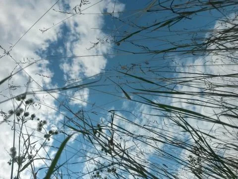 Fluffy clouds on the sky. cloudy day in the forest Stock Photos