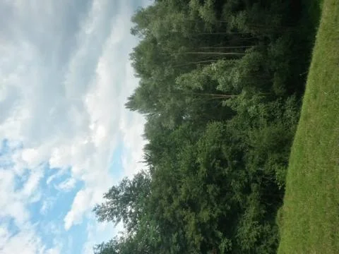 Fluffy clouds on the sky. cloudy day in the forest Stock Photos