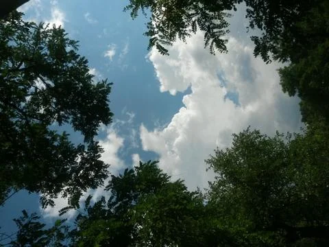 Fluffy clouds on the sky. cloudy day in the forest Stock Photos