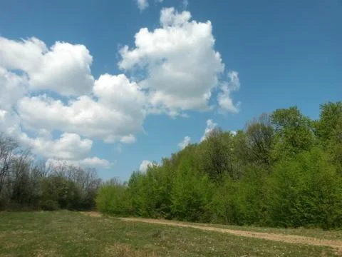 Fluffy clouds on the sky. cloudy day in the forest Stock Photos