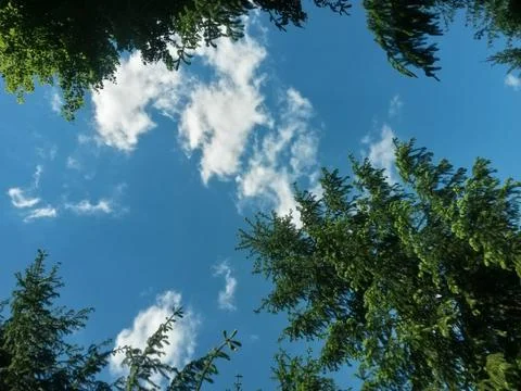 Fluffy clouds on the sky. cloudy day in the forest Stock-Fotos