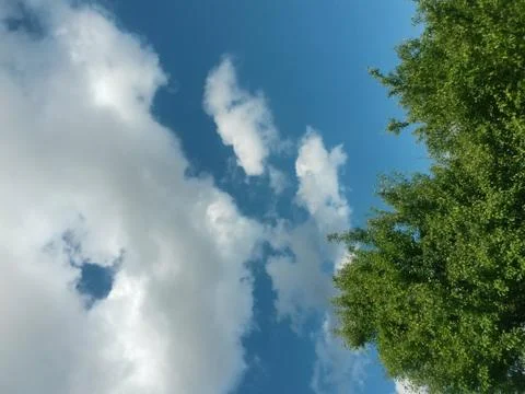 Fluffy clouds on the sky. cloudy day in the forest Stock Photos