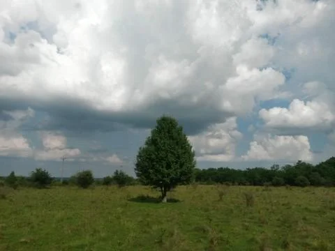 Fluffy clouds on the sky. cloudy day in the forest Stock-Fotos