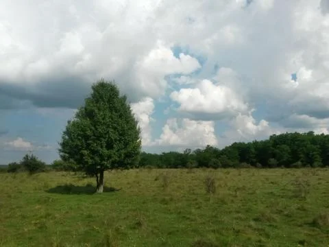 Fluffy clouds on the sky. cloudy day in the forest Foto stock