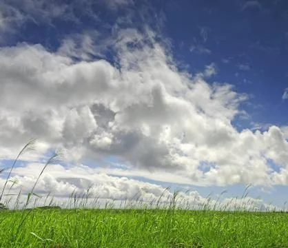Fluffy clouds stroll over a lush green meadow in spring Stock Photos