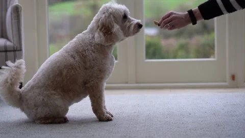 Fluffy cockapoo dog sits and the high fives woman for a treat. 4k pet video Stock Footage 170688739