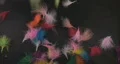 fluffy colored feathers Video HD