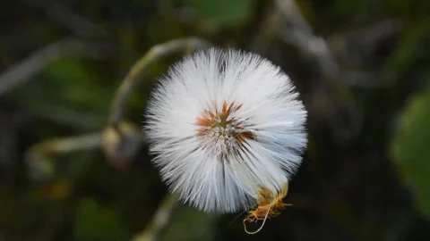Fluffy coltsfoot flower in the wind Stock Footage 240417385