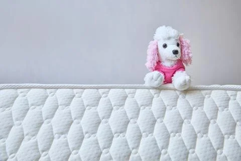 Fluffy Companion Sits Upon Pristine White Mattress Stock Photos