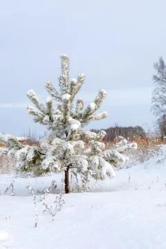 Fluffy coniferous tree, pine covered with brittle snow on cold clear winter d Stock Photos