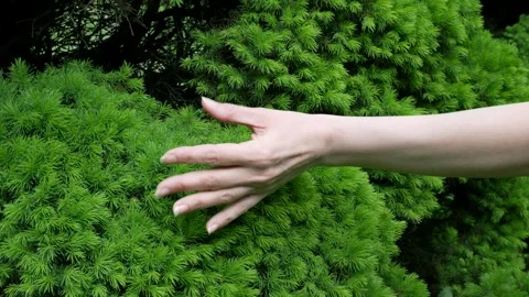 Fluffy coniferous tree. A woman's hand strokes the needles of a Christmas tree. Vidéo 265495182