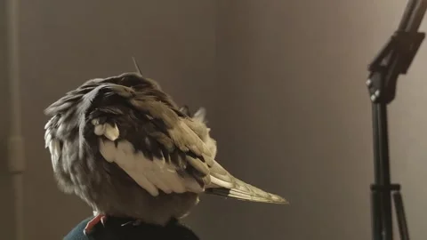 Fluffy Corella parrot cleans feathers takes care of itself Nymph exotic pet  Stock Footage 288439036