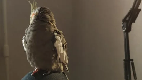 Fluffy Corella parrot cleans feathers takes care of itself Nymph exotic pet  Stock Footage 288439047