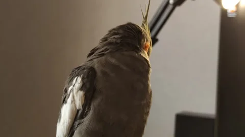 Fluffy Corella parrot cleans feathers takes care of itself Nymph exotic pet  Stock Footage 288439067