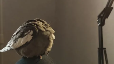 Fluffy Corella parrot cleans feathers takes care of itself Nymph exotic pet  Stock Footage 288439174