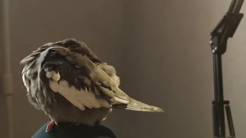 Fluffy Corella parrot cleans feathers takes care of itself Nymph exotic pet  Stock Footage 288439200