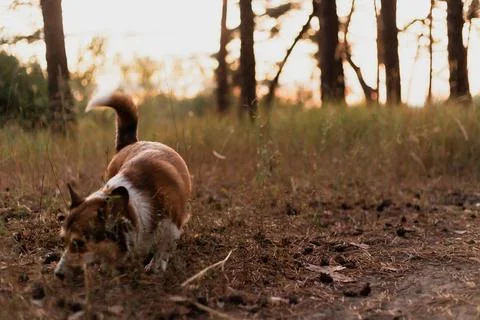 A fluffy corgi dog exploring the forest floor during a peaceful golden hour.. Stock Photos