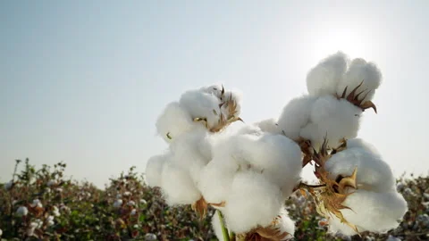 Fluffy cotton blooms basking in the warm afternoon sunlight on a serene farm Vídeos de archivo 311366121