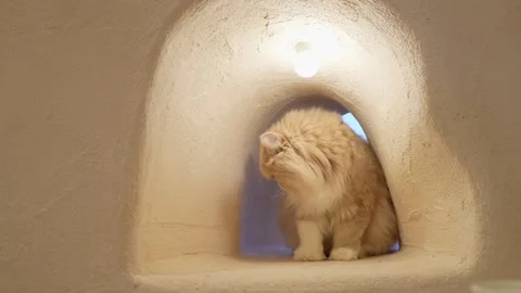 Fluffy cream cat hides in a cozy clay cave. Stock Footage 346011626