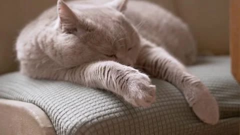 Fluffy Cream Cat Sleeping Peacefully on Armchair with Extended Paws Stock-Footage 339066062
