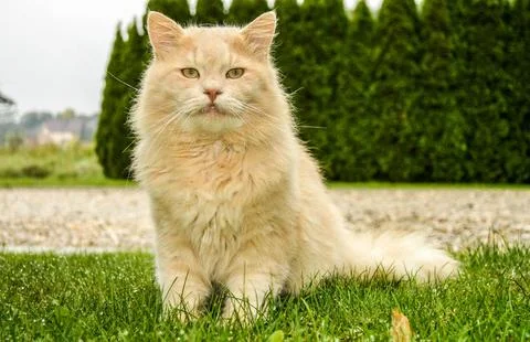 Fluffy Cream Colored Cat Sitting on Green Lawn Stock Photos