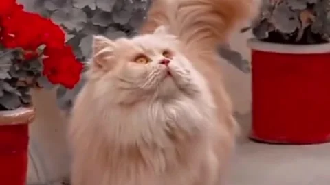 Fluffy Cream-Colored Persian Cat Walking Outdoors Near Potted Flowers Stock Footage 337842407