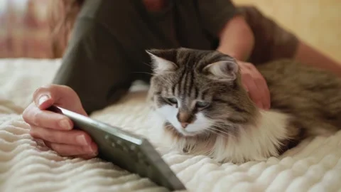 Fluffy Curious Cat Watching Smartphone on Bed as Woman Gently Pets It 스톡 동영상 346263126