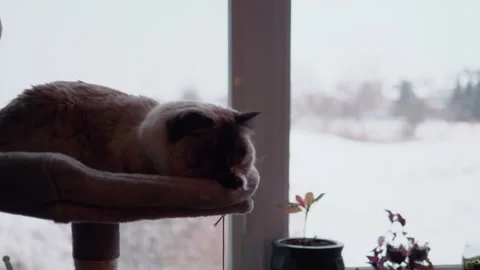 Fluffy Cute Cat in Window Perch, Winter Snow Outdoor Background, Adorable Pet Video stock 293357046