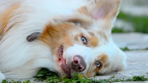 Fluffy cute dog smiling Stock Footage 90337255