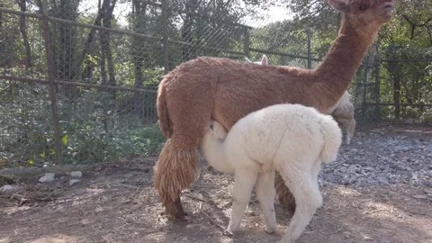 Fluffy, cute, funny alpacas. large brown alpaca feeds small white baby with milk Stock Footage 142512947