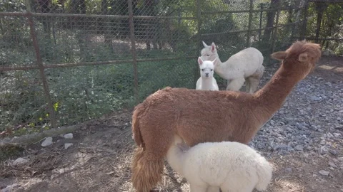Fluffy, cute, funny alpacas. large brown alpaca feeds small white baby with milk Stock Footage 142512948