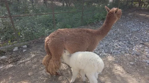 Fluffy, cute, funny alpacas. large brown alpaca feeds small white baby with milk Stock Footage 142512952