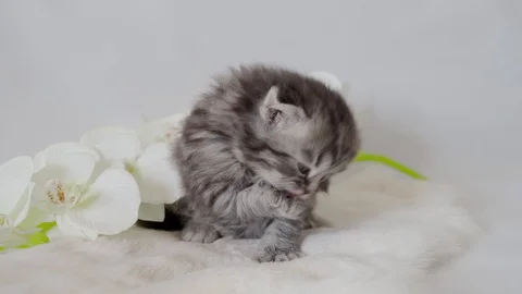 Fluffy cute kitten washes its face with a foot. Stock Footage 105262802