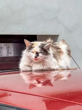 Fluffy cute long-haired calico cat sleeping peacefully on car roof outdoors Stock Photos