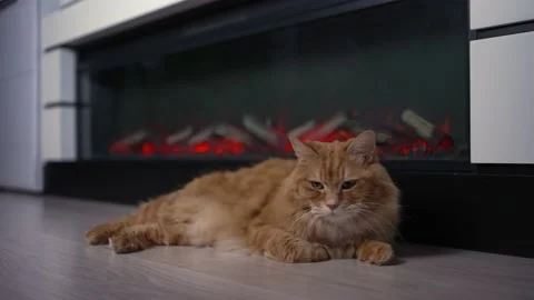 Fluffy cute red cat basking by the fireplace 動画素材 201685956