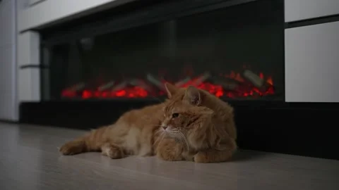 Fluffy cute red cat basking by the fireplace 動画素材 201686675