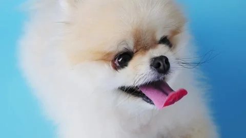 Fluffy cute Spitz puppy against blue background. Portrait of small dog Video stock 343125828