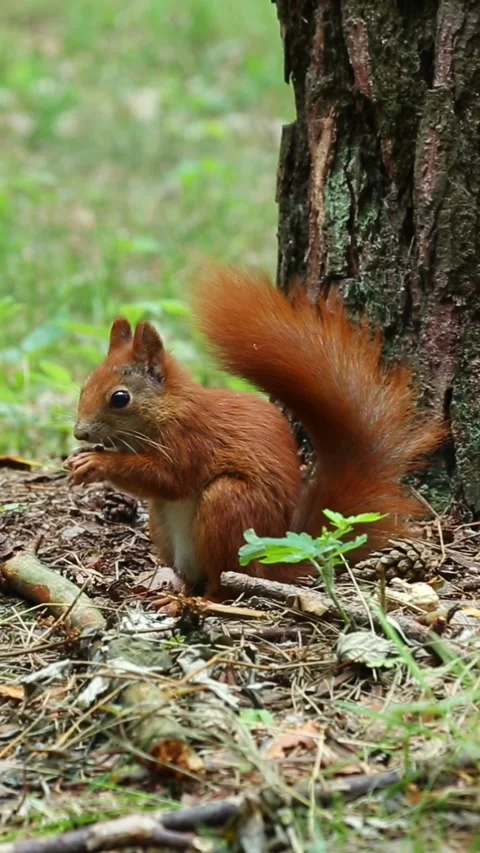 A fluffy, cute squirrel eats a nut in the forest. A wild animal in nature. Stock Footage 313246784