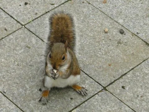 Fluffy cute squirrel with a nut on a blurred background Foto stock