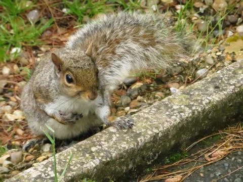 Fluffy cute squirrel with a nut on blurry background Stock Photos