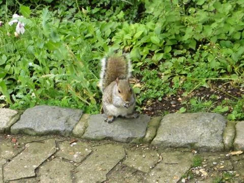 Fluffy cute squirrel with a nut on blurry background Stock Photos