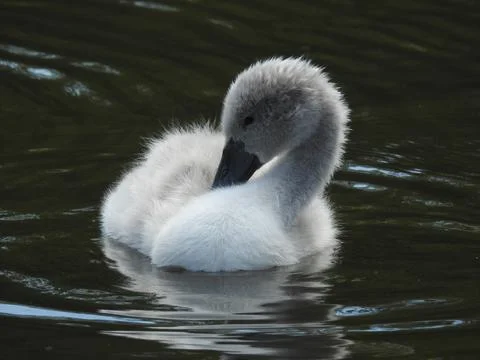 Fluffy cygnet Stock Photos