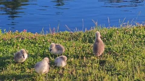 Fluffy Cygnets Preening Their Feathers on a Riverbank in 4K 60fps Stock Footage 340539371