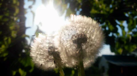 Fluffy dandelion against the sun Stock Footage
