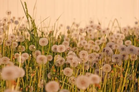 Fluffy dandelion on a background of bright light wall at sunset Stock Photos